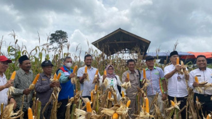 Dukung Ketahanan Pangan, Petani Binaan SKK Migas - Pertamina EP Jambi Panen Jagung Perdana