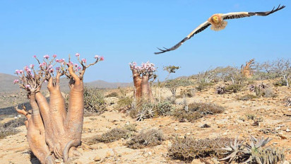 10 Keunikan Pulau Sokotra, Pulau Tempat Dajjal Dikurung Sebelum Akhir Zaman