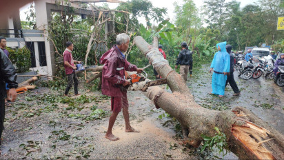 Pohon Besar Setinggi 15 Meter Tumbang, Tutup Akses Jalan Raya Lengkong Kabupaten Kuningan