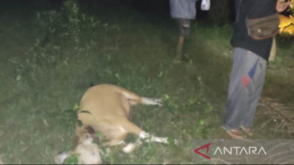 Sapi Milik Warga Mukomuko Bengkulu Diserang Harimau