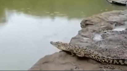 Viral Video Kemunculan Buaya di Sungai Oya Gunung Kidul