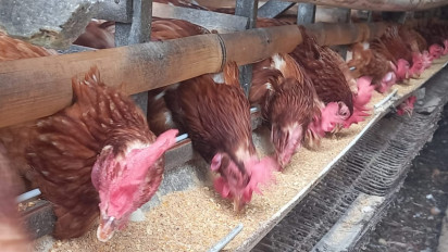Permintaan Meningkat, Peternak Ayam Petelur di Lampung Tingkatan Produksi Jelang Lebaran