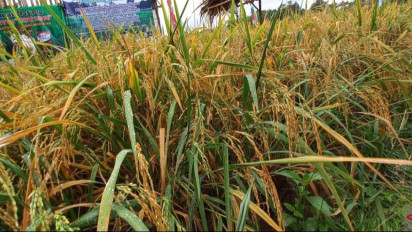 Persediaan Beras di Bangka Selatan Capai 5.000 Ton