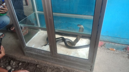 Ular Cobra Masuk Pemukiman Warga, Damkar Mamuju Butuh 20 Menit Evakuasi Ular Berbisa