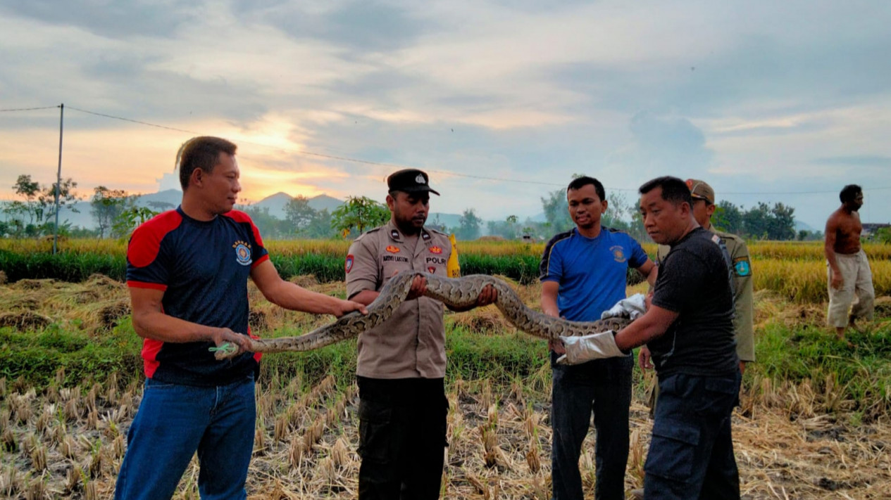 Serem! Ular Piton Serang Petani di Ponorogo saat Panen Padi
            - galeri foto
