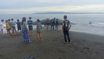Sempat Ditolong, Paus Sperma Akhirnya Ditemukan Mati di Pantai Yeh Malet Bali