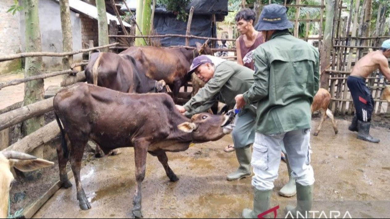 Ratusan Ekor Hewan Ternak di OKU Sumsel Terjangkit Virus LSD
            - galeri foto