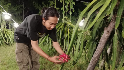 Berkah Ramadhan, Harga Buah Naga di Banyuwangi Melejit selama Puasa