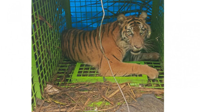 Harimau Pemangsa Hewan Ternak Warga Mukomuko Tertangkap