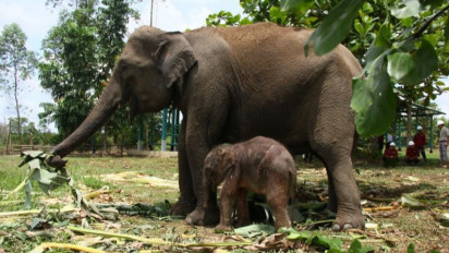 Populasi Gajah Peliharaan RAPP Bertambah, Lahirkan Satu Ekor Bayi dari Induk Bernama Carmen
