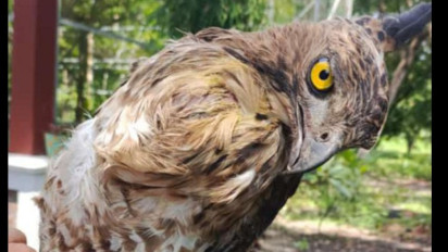 Satwa Langka Seekor Elang Jawa, Berhasil Dievakuasi Relawan Perisai Hutan di Paiton Probolinggo