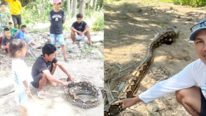Kerap Mangsa Ternak Milik Warga, Ular Piton Sepanjang 6 Meter Ditangkap Warga Tolotio Bone Bolango 