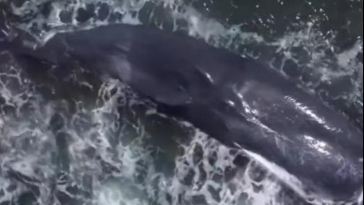 Lagi, Paus Raksasa Panjang 18 Meter Ditemukan Mati Terdampar di Pantai Yeh Leh Bali