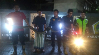 Bikin Merinding, Ular Sanca 4 Meter Tiba-tiba Muncul dari Kap Mobil Warga Gresik