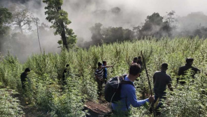 Tim Gabungan TNI Temukan Ladang Ganja 8,9 Hektare di Nagan Raya
