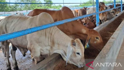 Jamin Ketersediaan Daging Saat Lebaran, Pemprov Babel Siapkan 2.000 Sapi Potong