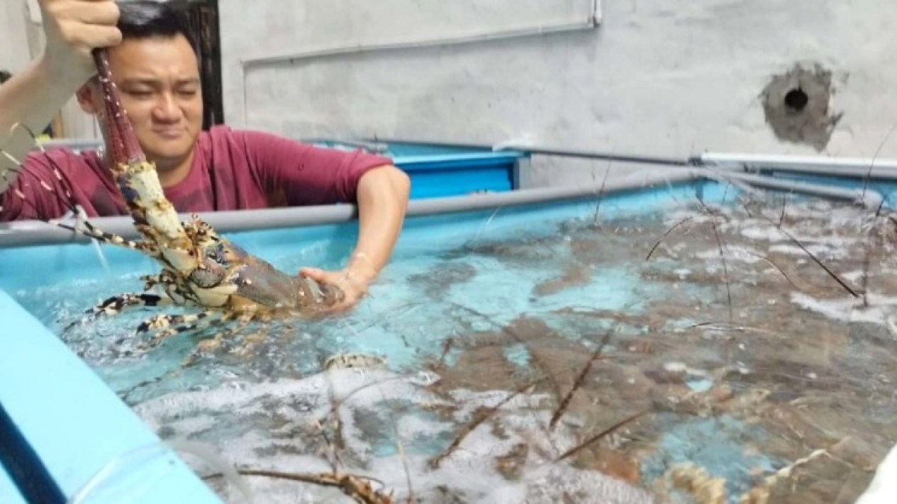Miris, Ribuan Lobster Budidaya di Perairan Banyuwangi Mati Akibat Pencemaran Laut
            - galeri foto