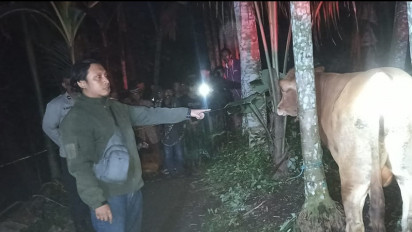 Diduga Terlibat Aksi Pencurian Hewan, Oknum Kasun di Lumajang Ditemukan Tewas Mengenaskan di samping Sapi Curiannya