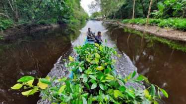 Rehabilitasi Hutan Bintuni Mencapai 1.320 Hektar, Menuju Target 7.000 Hektar di Papua Barat