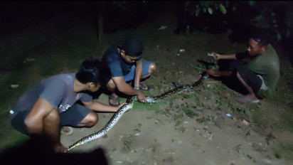 Warga Candisari Purworejo Saat Rayakan Takbiran Digegerkan Penemuan Ular Sanca Sepanjang 5 Meter