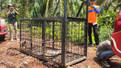 BBKSDA Riau Pasang Kandang Jebak Harimau Sumatera di Siak