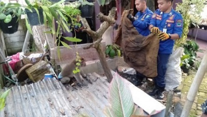 Monyet Peliharaan Gigit Tangan Pemiliknya di Malang Hingga Luka Parah, Penyebabnya Tak Disangka-sangka