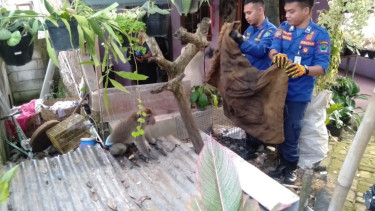 Monyet Peliharaan Gigit Tangan Pemiliknya di Kota Malang, Ini Penyebabnya