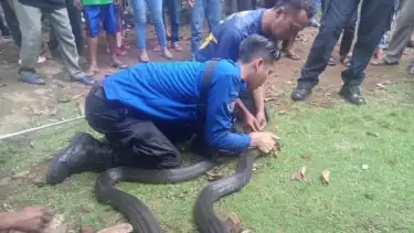 Petugas Pemadam Kebakaran Kota Banjar tangkap King Kobra sepanjang 3,5 meter yang masuk ke kamar rumah warga di Dusun Cimanggu, RT 3/RW 1, Desa Batulawang, Kota Banjar, Jawa Barat.