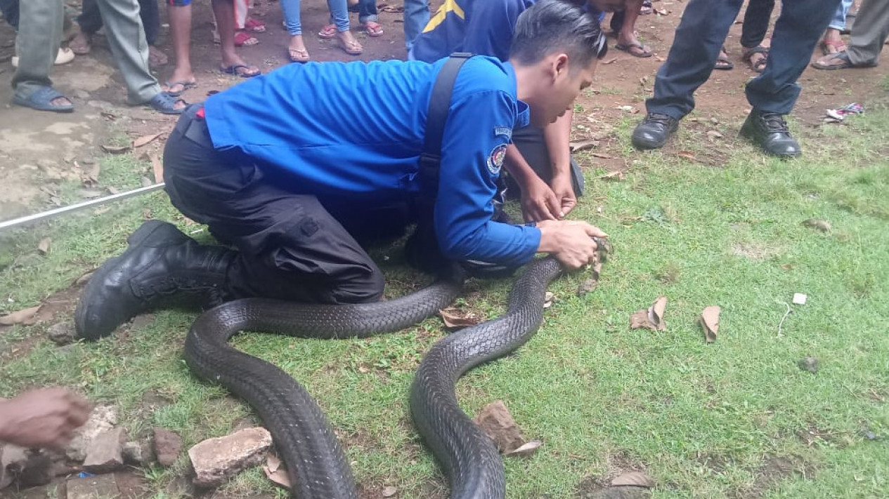Hiiii... "King" Kobra Sepanjang 3,5 Meter "Semedi" di Kamar Bocah
            - galeri foto