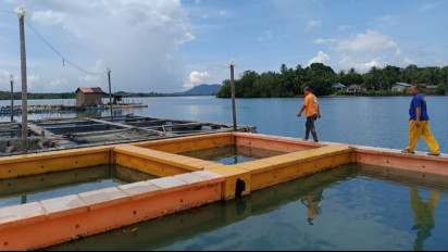 Diduga karena Limbah Organik dari PT Terminal Budi Daya Bintan, Ribuan Ikan Milik 17 Kelompok Budi Daya Mati