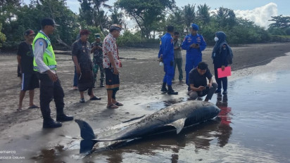 Ini Penampakan Lumba-lumba Hidung Botol yang Mati Terdampar di Pantai Bali