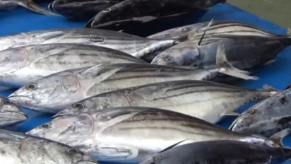 Pasca Lebaran, Harga Ikan Segar di Aceh Barat Daya Melambung Tinggi