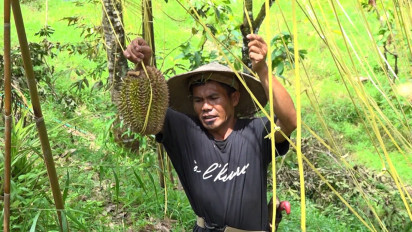 Enak Nih…..Liburan Akhir Pekan Bersama Keluarga di Kebun Durian Musang King
