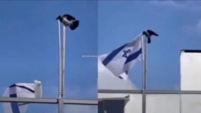 Masya Allah! Viral Seekor Burung Lepaskan Bendera Israel yang Berkibar