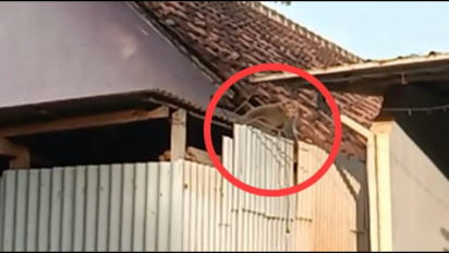 Diduga Kelaparan, Kawanan Kera Liar Serang Pemukiman Warga di Probolinggo