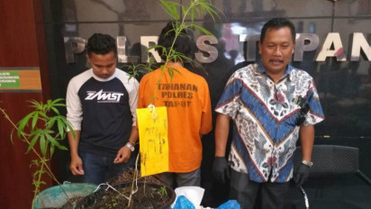 Tanam Ganja di Kebun, Petani di Taput Ditangkap Polisi