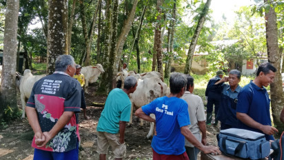 Kasus Sapi Terjangkit LSD Tinggi, Pemkab Kebumen Gencarkan Pengobatan Massal