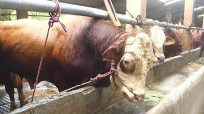 680 Ekor Sapi di Gunungkidul Terjangkit Penyakit Lato-Lato