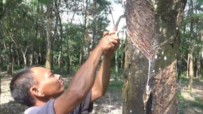 Alami Penyusutan Getah Karet, Petani Sebut Cuaca Panas Sepekan Terakhir Penyebabnya