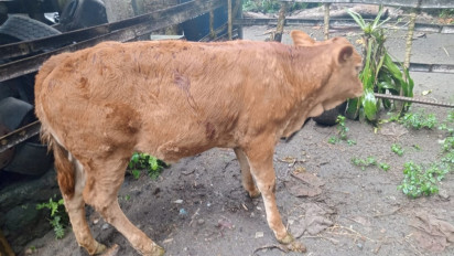 Waspada, Lumpi Skin Disease (LSD) di Kabupaten Blitar Meluas, Catat Nama Call Centernya