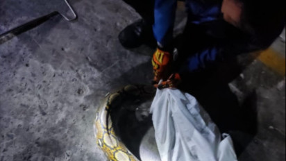 Bikin Kaget! Ular Python Panjang 3 Meter Masuk Rumah Warga Sidoarjo