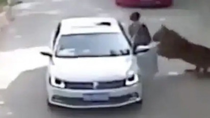 Viral Rekaman CCTV Wanita Tewas Diterkam Harimau di Taman Safari