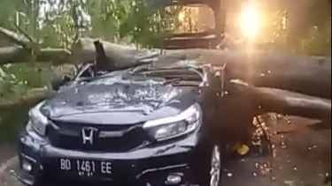 Tertimpa Pohon Tumbang, 2 Penumpang Mobil Meninggal Dunia