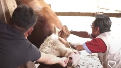 Gerak Cepat Tangani LSD, Disnakan Blitar Vaksinasi 6 Ribu Ekor Sapi