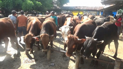 LSD (Lumpy Skin Disease) Jelang Idul Adha, Harga Sapi di Tuban Anjlok 50%