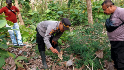 Geger, Kerangka Manusia Ditemukan Berserakan di Hutan Jati Banyuwangi