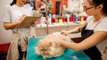 Boleh atau Tidak Kucing Dikebiri? Ini Jawaban Ustaz Abdul Somad, Ternyata...