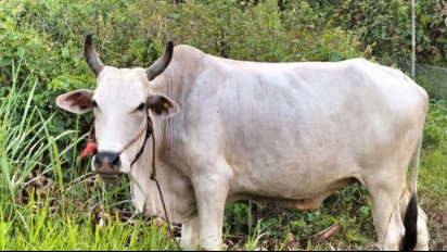 Lagi, Penyakit LSD Melanda Belasan Ekor Ternak Sapi di Lampung Barat