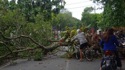 Angin Kencang, Tumbangkan Pohon Besar hingga Melintang ke Jalan Raya Kota Malang