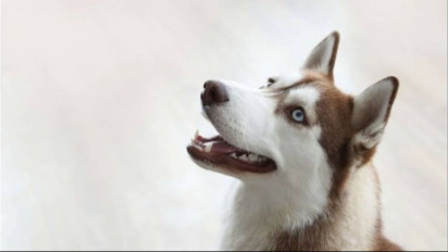 Viral! Balita NTT Meninggal Digigit Anjing Rabies, Gejala Takut Air hingga Angin saat Diperiksa